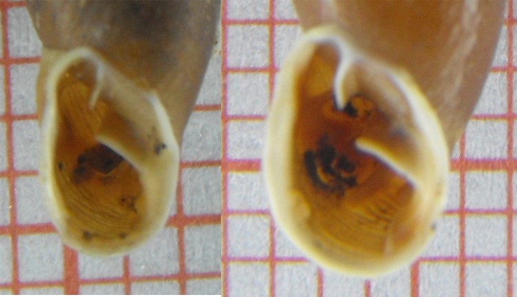 Charpentieria (Itala) ornata (Rossmssler, 1836)